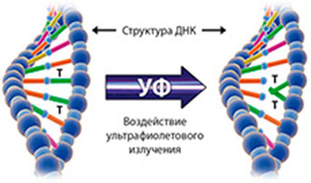 Ультрафиолетовое излучение разрушает структуры ДНК вирусов